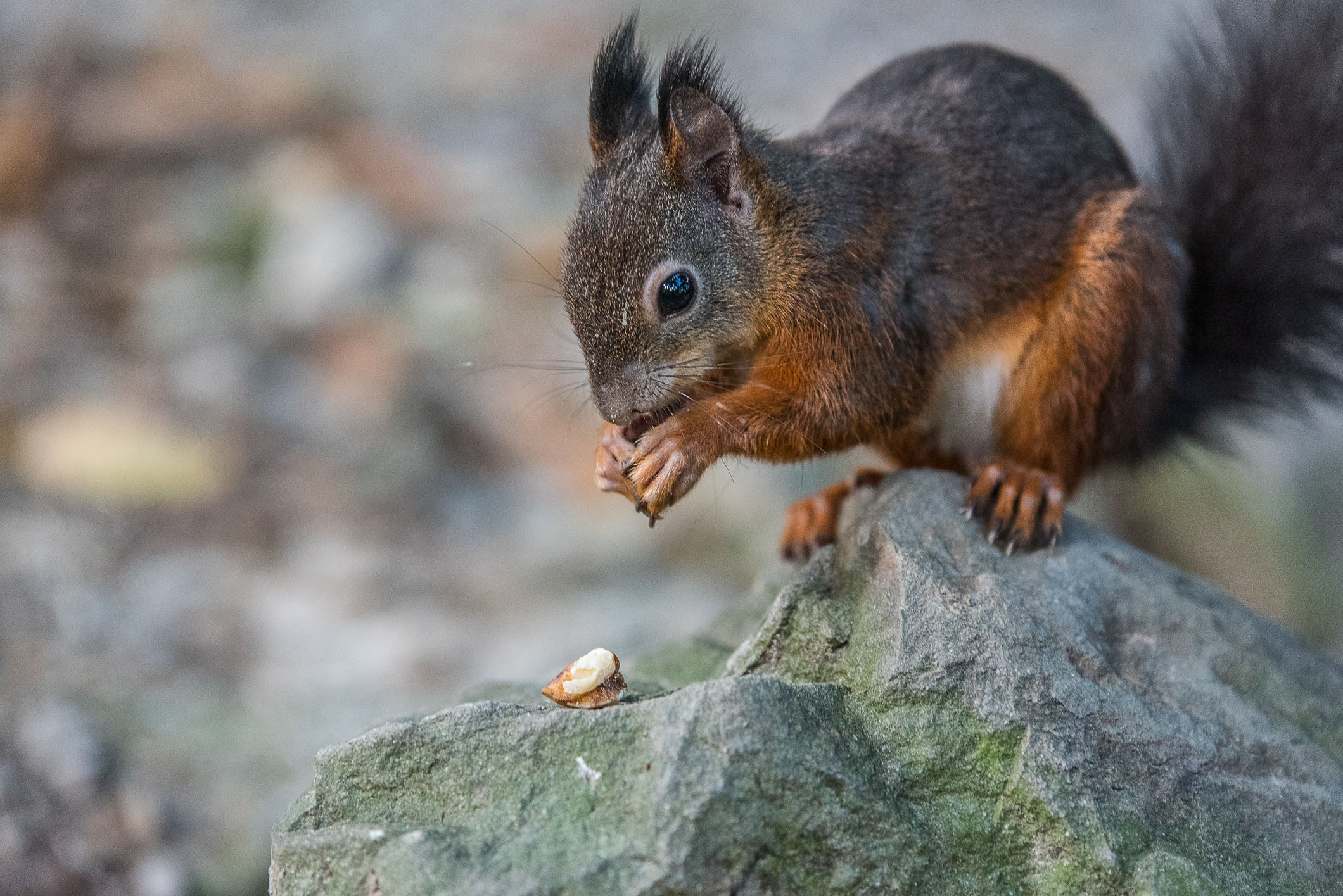 Eichhörnchen in Schönbrunn