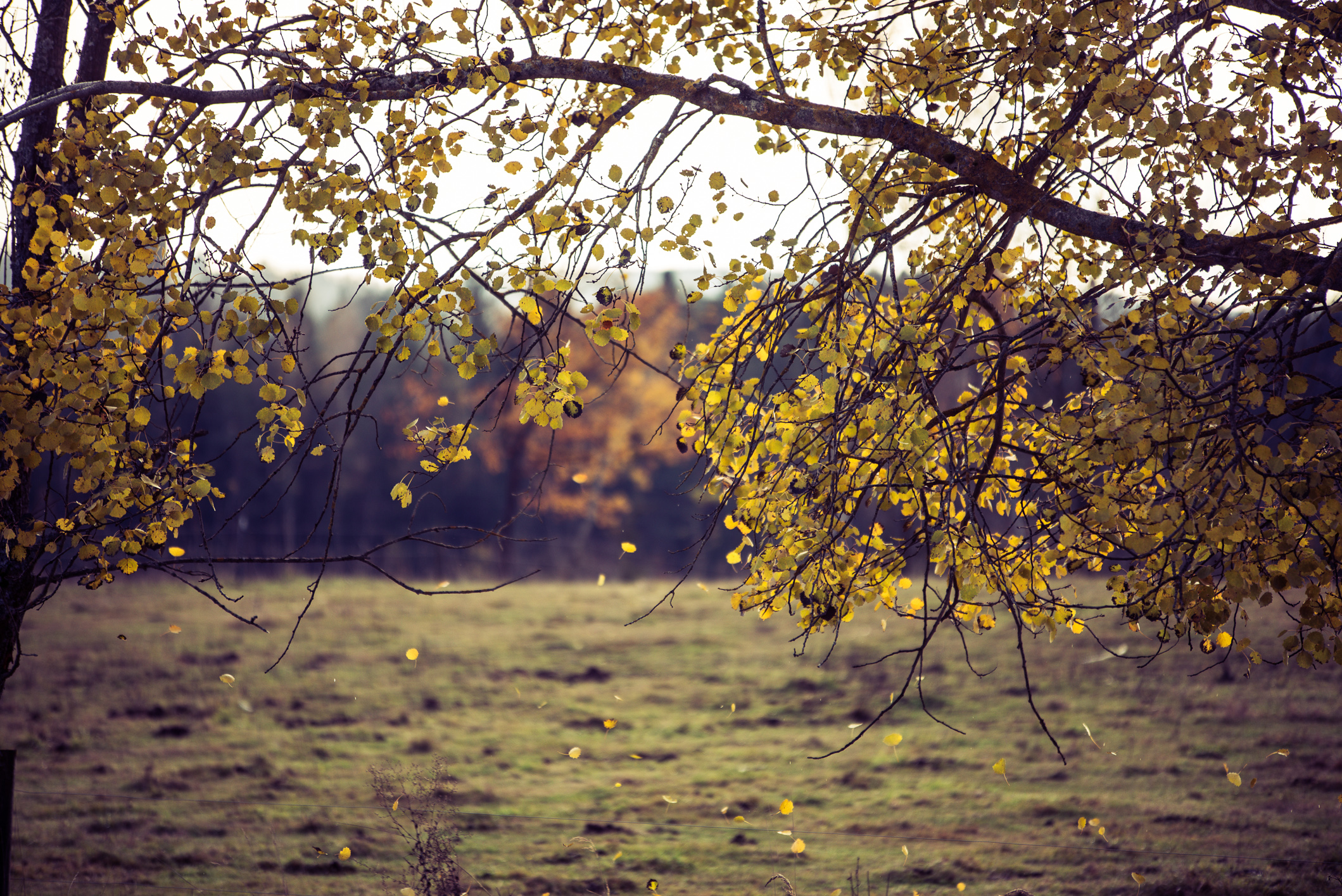 Waldviertler Herbst